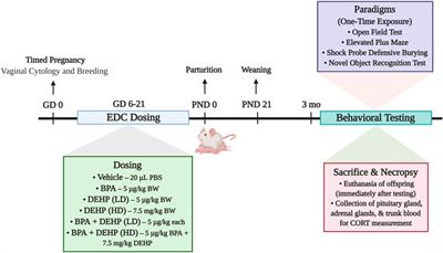 Prenatal exposure to bisphenol A and/or diethylhexyl phthalate alters stress responses in rat offspring in a sex- and dose-dependent manner